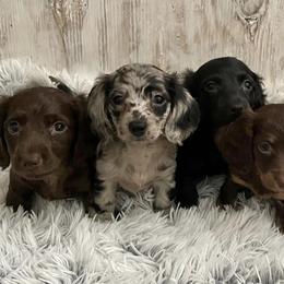 Dachshunds from KDT Dachshunds