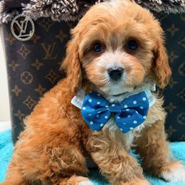 Woody - Red male Cavapoo puppy in Cooper City, Florida from Jenny La Bone