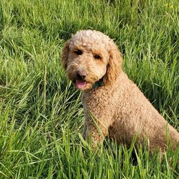 Izzy - Labradoodle