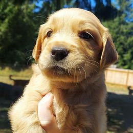 Golden Retrievers from Oak River Goldens'
