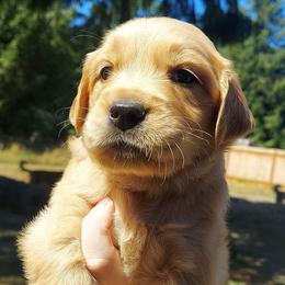 Golden Retrievers from Oak River Goldens'