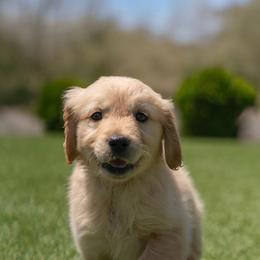 Evie ( light purple) - Golden female Golden Retriever puppy in Oregon from A Goldens First Love