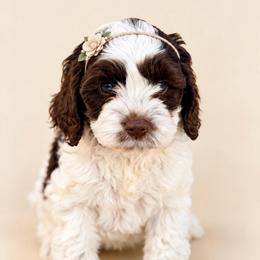 Matcha - Brown white and tan female Cockapoo puppy in Santa Barbara, California from K+C Doodles