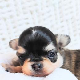 Thunder - Black sabled fawn male Chihuahua puppy in Wayland, Michigan from MI Chihuahua