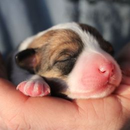 Pembroke Welsh Corgi puppies from Ridge Top Corgis