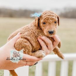Dachshund, Goldendoodle, and Sheepadoodle Puppies from Doodles & Doxies