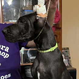 Great Dane Puppies from Hladik Great Danes