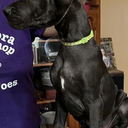Great Dane Puppies from Hladik Great Danes