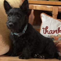 Irish Terrier and Scottish Terrier Puppies from Avonlea Terriers