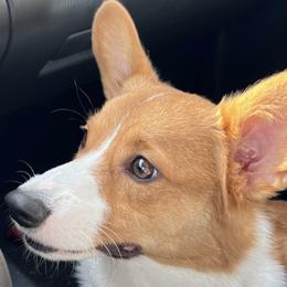 Pembroke Welsh Corgis from Mehling Corgis