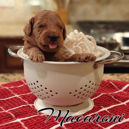 Macaroni (Green Collar) - Red  male Goldendoodle puppy in Guthrie, Oklahoma from Edmond Doodles, LLC