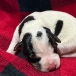 Blazed Face Head Spot Girl - Tri-color female Jack Russell Terrier puppy in Yakima County, Washington from Saddle Rock Kennels