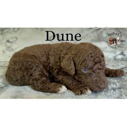 Dune - Chocolate female Goldendoodle puppy in Sterling, Connecticut from Justine’s Retrievers and Doodles