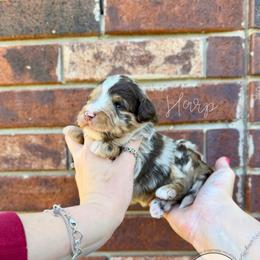 Harp - Chocolate merle male Bernedoodle puppy in Owasso, Oklahoma from Kallams Bernedoodles & Bernese Mountain Dogs