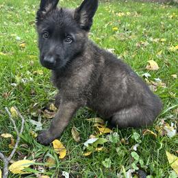 German Shepherd Puppies from Scenic City Shepherds