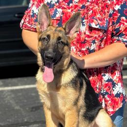 Whitney - Black and tan female German Shepherd puppy in Warwick, Rhode Island from Karma Kennels