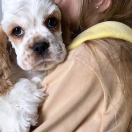 Uno - Cocker Spaniel