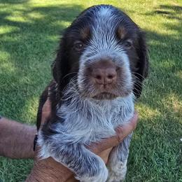 Austin - Liver white and tan male English Springer Spaniel puppy in Hephzibah, Georgia from Sidel's Springers