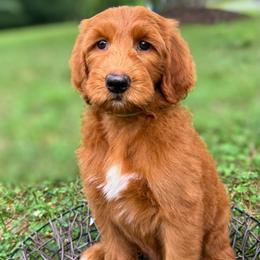 Green girl - Red  female Goldendoodle puppy in Valdese, North Carolina from Doodling All Day Goldendoodles