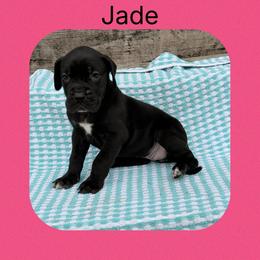 Jade - Black and white female Great Dane puppy in Gonzales, Louisiana from Anstatt House Of Danes
