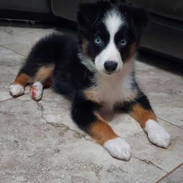 Miniature Australian Shepherd Puppies from Aussies Acre