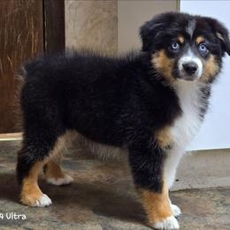PB.BTF4 - Black tri female Miniature Australian Shepherd puppy in Deer Lodge, Tennessee from KSH Aussie Haven