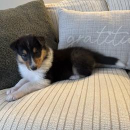 Dream - Black white and tan female Collie puppy in Charleston, West Virginia from Tucker Creek Collies