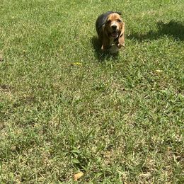 Basset Hound and Bloodhound Puppies from HNH Hounds