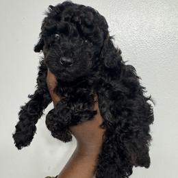 Red collar girl - Black female Poodle puppy in Valdosta, Georgia from Posh Poodles