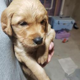 Pink girl - Golden female Golden Retriever puppy in Merino, Colorado from High Plains Goldens