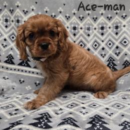 AKC Ace-Man - Ruby male Cavalier King Charles Spaniel puppy in Wardville, Oklahoma from Lily of the Valley Cavaliers