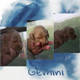 Gemini - Red male Dachshund puppy in Brazil, Indiana from King Duke Dachshunds