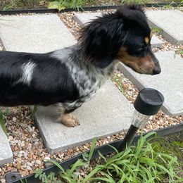 Bella - Dachshund