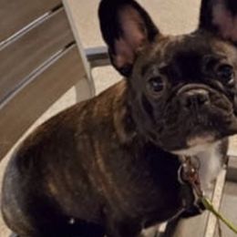Bichon Frises, Bulldogs, and French Bulldogs from Arralaine Pups