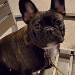 Bichon Frises, Bulldogs, and French Bulldogs from Arralaine Pups