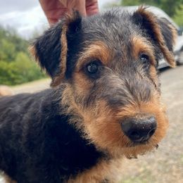 Green - Black and tan male Airedale Terrier puppy in Castle Rock, Washington from Seaquest Airedales