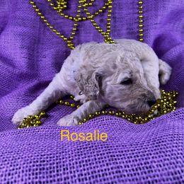 Poodle Puppies from Shepherd's Run Aussies and Poodles