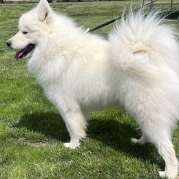 Ghost - Samoyed