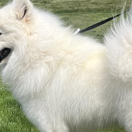 Ghost - Samoyed