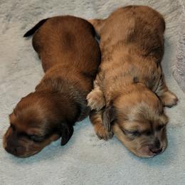 Dachshund Puppies from CLARK'S BREEDING PROGRAM
