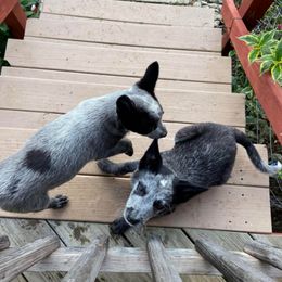 Australian Cattle Dogs from Kentucky bluegrass blue healer