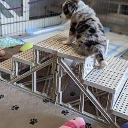 Australian Shepherd Puppies from Hickory Pines farm