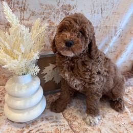 Jaxon - Red  male Goldendoodle puppy in Bucyrus, Missouri from Hill Top Pomskies