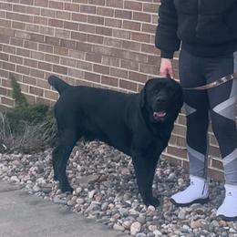 Sampson - Labrador Retriever