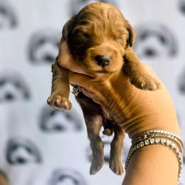 Sprout - Red  male Goldendoodle puppy in Red Oak, Iowa from Fisher Pups-Stay Golden with a Doodle
