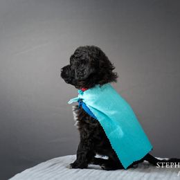 Portuguese Water Dog Puppies from Sun Joy PWDS