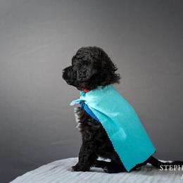 Portuguese Water Dog Puppies from Sun Joy PWDS