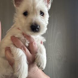 Red boy - White male West Highland White Terrier puppy in Cullman, Alabama from Twin Lake Westies