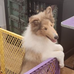 Boy 5 - Collie puppy in Newtown, Connecticut from Lakewinds Collies & Bulldogs