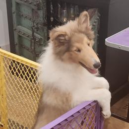 Boy 5 - Collie puppy in Newtown, Connecticut from Lakewinds Collies & Bulldogs